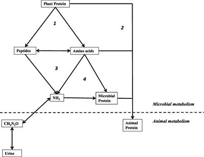 Hops (Humulus lupulus L.) Bitter Acids: Modulation of Rumen Fermentation and Potential As an Alternative Growth Promoter